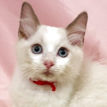 ラグドール【東京都・男の子・2025年8月21日・ブルーポイントバイカラー】の写真「両親遺伝子検査クリア◎もふもふ愛らしいラグ兄弟❤️」