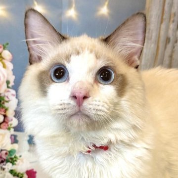 ラグドール【東京都・男の子・2025年4月13日・シールポイントバイカラー】の写真「両親遺伝子検査クリア◎✨むくむく可愛いラグちゃん！」