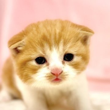 スコティッシュフォールド(折れ耳)【東京都・女の子・2025年10月11日・レッドタビー&ホワイト】の写真「クリスマスお迎えOK◎🎄もちもち可愛いスコ兄弟♪」