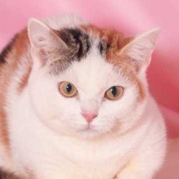 マンチカン(短足)【東京都・女の子・2025年4月16日・キャリコ】の写真「両親遺伝子検査クリア◎個性揃いな懐っこマンチ✨」