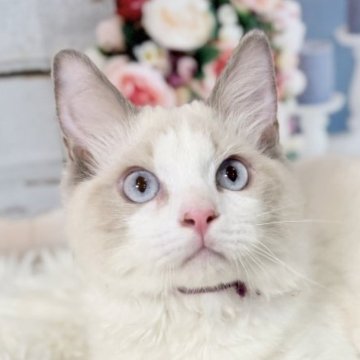 ラグドール【東京都・男の子・2025年6月27日・ブルーポイントバイカラー】の写真「両親遺伝子検査クリア◎むっちりフワフワ💓美形兄妹」