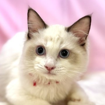 ラグドール【東京都・男の子・2025年4月13日・シールポイントバイカラー】の写真「両親遺伝子検査クリア◎✨むくむく可愛いラグちゃん！」