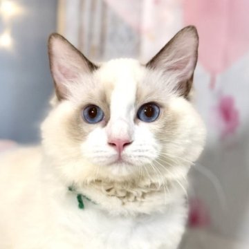 ラグドール【東京都・男の子・2025年7月13日・シールポイントバイカラー】の写真「両親遺伝子検査クリア◎むちむちなラグ兄弟💚」