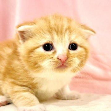 スコティッシュフォールド(折れ耳)【東京都・男の子・2025年10月11日・レッドタビー&ホワイト】の写真「クリスマスお迎えOK◎🎄もちもち可愛いスコ兄弟♪」