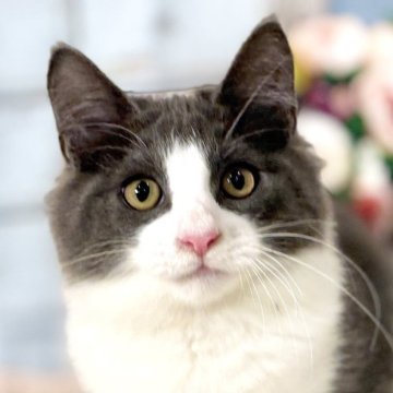 ノルウェージャンフォレストキャット【東京都・男の子・2025年8月2日・ブルー&ホワイト】の写真「両親遺伝子検査クリア◎コロンと可愛いノルウェー✨」