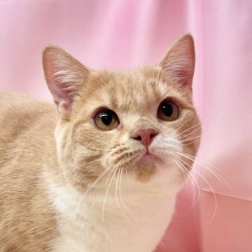 マンチカン(長足)【東京都・男の子・2024年5月19日・クリーム&ホワイト】の写真「抱っこもなでなでも大好き☺️」
