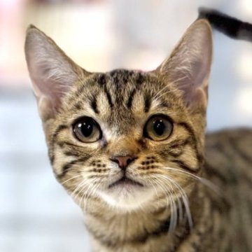 マンチカン(長足)【東京都・男の子・2025年7月16日・ブラウンタビー】の写真「両親遺伝子検査クリア◎ぱっちりおめめのマンチカン✨」