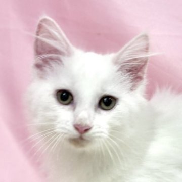 ノルウェージャンフォレストキャット【東京都・女の子・2025年8月2日・ホワイト】の写真「両親遺伝子検査クリア◎コロンと可愛いノルウェー✨」