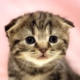 スコティッシュフォールド(折れ耳)