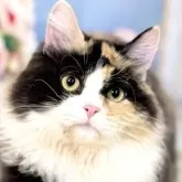 マンチカン(長足)【東京都・女の子・2025年4月16日・キャリコ】の写真1