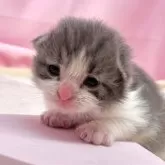 ノルウェージャンフォレストキャット
