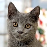 ブリティッシュショートヘア