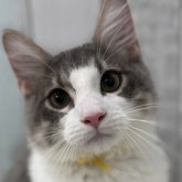 ノルウェージャンフォレストキャット