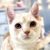 マンチカン(短足)