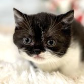 マンチカン(短足)