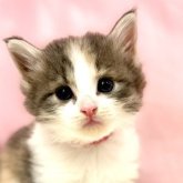 ノルウェージャンフォレストキャット