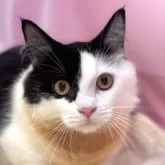 マンチカン(短足)