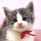 ノルウェージャンフォレストキャット