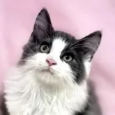 ノルウェージャンフォレストキャット