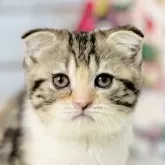 スコティッシュフォールド(折れ耳)