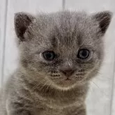 ブリティッシュショートヘア