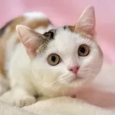 マンチカン(短足)