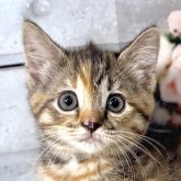 マンチカン(長足)