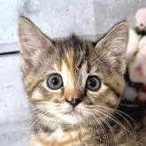 マンチカン(長足)【東京都・女の子・2025年10月11日・トーティシェル】の写真1