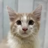 ノルウェージャンフォレストキャット