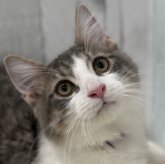 ノルウェージャンフォレストキャット
