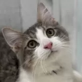ノルウェージャンフォレストキャット