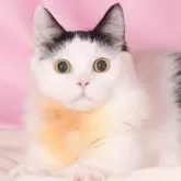 マンチカン(短足)