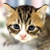 マンチカン(長足)