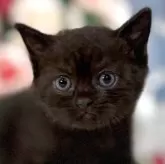 ブリティッシュショートヘア