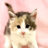 ノルウェージャンフォレストキャット