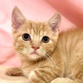 マンチカン(長足)