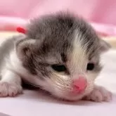 ノルウェージャンフォレストキャット