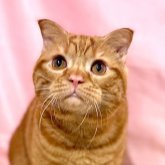 スコティッシュフォールド(折れ耳)