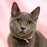 ブリティッシュショートヘア【東京都・女の子・2025年6月30日・ブルー】の写真1