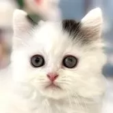 マンチカン(短足)