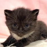 マンチカン(長足)