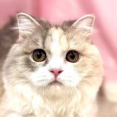 スコティッシュフォールド