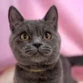 ブリティッシュショートヘア