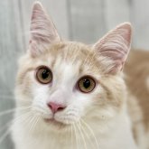 ノルウェージャンフォレストキャット