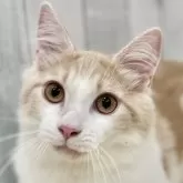 ノルウェージャンフォレストキャット