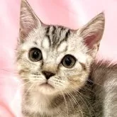 マンチカン(短足)