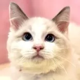 ラグドール【東京都・女の子・2025年6月27日・ブルーポイントバイカラー】の写真1