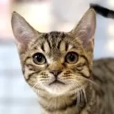 マンチカン(長足)