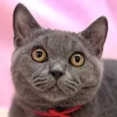 ブリティッシュショートヘア