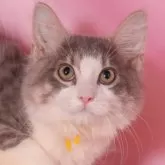 ノルウェージャンフォレストキャット